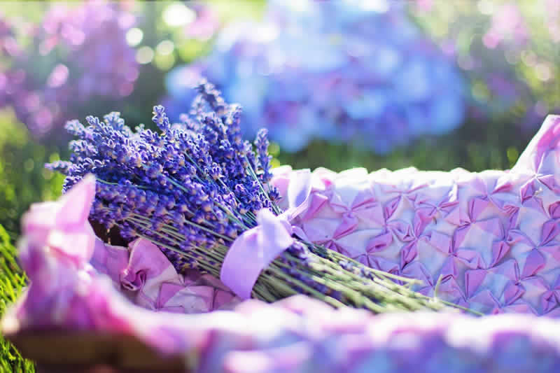Đắm chìm sắc tím hoa Lavender Provence – Pháp