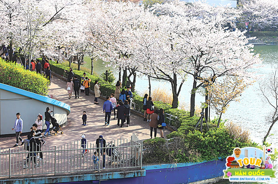 lễ hội hoa anh đào Seokchon